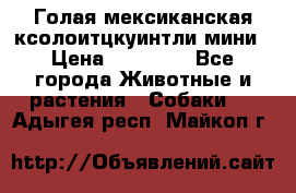 Голая мексиканская ксолоитцкуинтли мини › Цена ­ 20 000 - Все города Животные и растения » Собаки   . Адыгея респ.,Майкоп г.